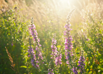 Obraz premium Summer. Field with flowers at sunset (backlight)