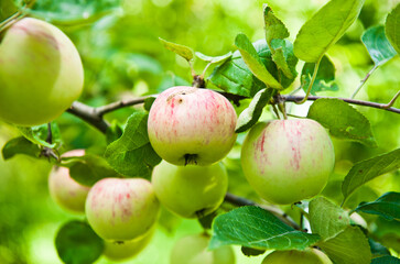 many apples on apple-tree branches in summer day