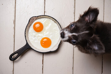 Homemade fried egg in a vintage pan and stylish cutlery on white background with a dog. View from above.