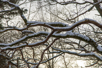 Snow covered tree branches in nice shapes
