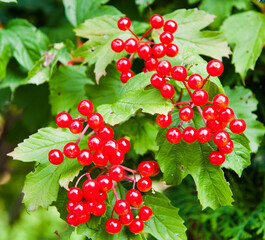 red berries of the Viburnum