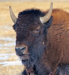 American bison in winter
