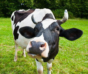 Black and white cow on green grass in summer day