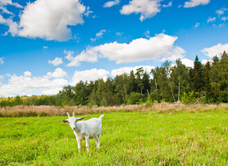 Fototapeta premium A young goat grazing in a meadow near the forest