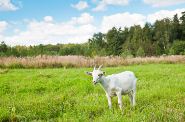 A young goat grazes in the meadow