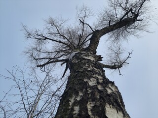 the sky and tree