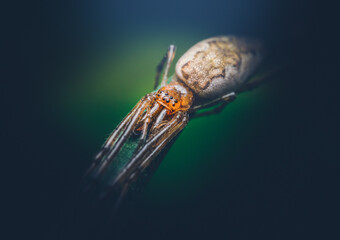 Closeup of a Long-jawed Orbweaver Spider