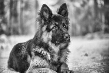 Portrait of a German Long-haired Shepherd dog in the forest in winter. Black and white photo.