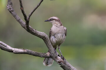 Beautiful bird on a branch