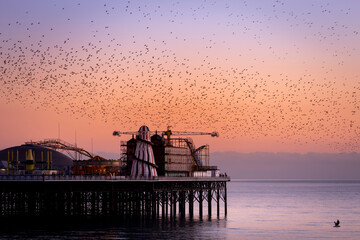 starling murmurations at Brighton pier
