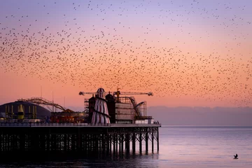 Poster Im Rahmen starling murmurations at Brighton pier © SearchingForSatori