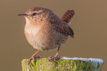 Wren standing on frosty fence with erect tail against brown background