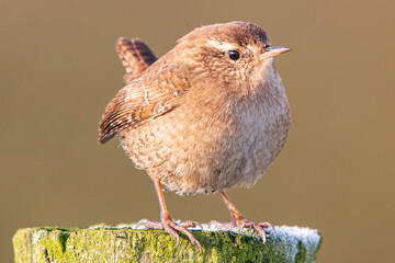 Wren on frosty fence with erect tail