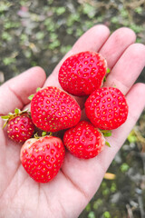 Ripe strawberries on the palm. Berry harvest.