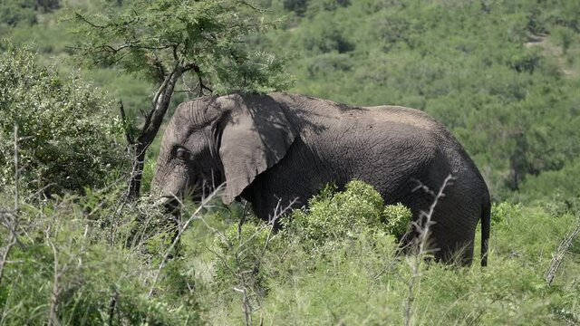 Elephant shaking Marula Tree