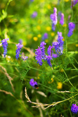 Beautiful multi-colored wildflowers, close-up. Spending time outdoors.