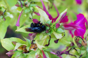 bumblebee on a flower