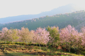 Obraz na płótnie Canvas Wild Himalayan Cherry,Sakura Thailand,Pink flower in Thailand national park at phu lom lo, Loei, Thailand. 