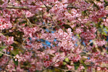 Close up Wild Himalayan Cherry,Sakura Thailand,Pink flower in Thailand national park at phu lom lo, Loei, Thailand.	