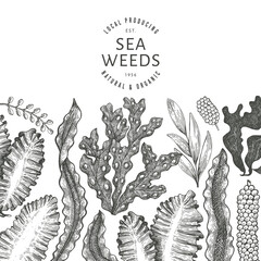 Seaweed design template. Hand drawn vector seaweeds illustration. Engraved style sea food banner. Retro sea plants background