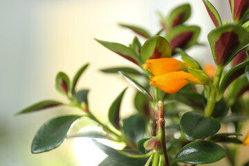 Beautiful Goldfish plant on blurred background, closeup