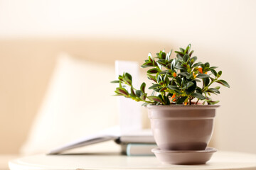 Beautiful potted Goldfish plant on table. Space for text