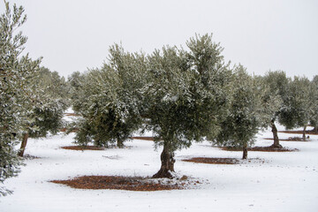 Olivo nevado en olivar mediterraneo