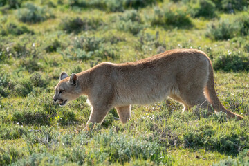 The cougar (Puma concolor) is a large cat of the subfamily Felinae