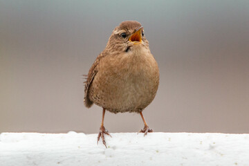 Wren singing on snow covered fence