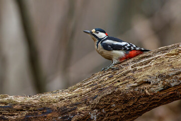 Buntspecht (Dendrocopos major) Männchen