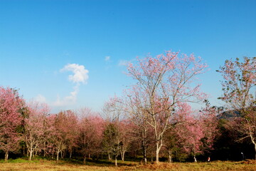 Fototapeta premium Wild Himalayan Cherry,Sakura Thailand,Pink flower in Thailand national park at phu lom lo, Loei, Thailand.