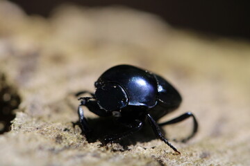 beetle in a closeup view