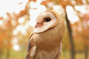 Beautiful common barn owl outdoors. Bird of prey