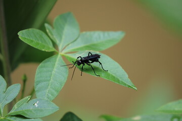 insect on a leaf