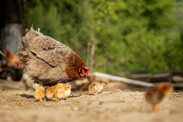 Closeup of a mother chicken with its baby chicks on the farm. Hen with baby chickens