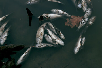 dead fish on a lake 