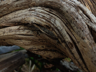 The old wood texture with natural patterns, Thailand