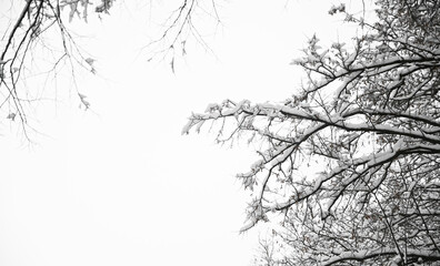 Side view of tree branches covered with snow Winter. Background picture. Outdoors