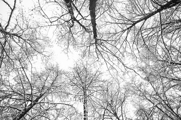 Bottom view of tree branches covered with snow against grey sky. Winter. Background picture. Bottom view