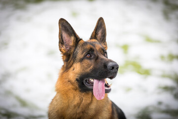 German Shepherd dog performs the commands of the owner
