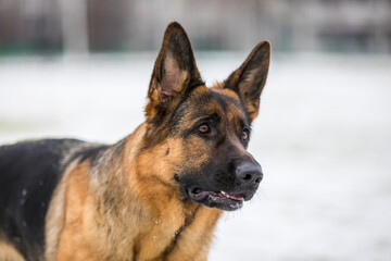 German Shepherd dog performs the commands of the owner