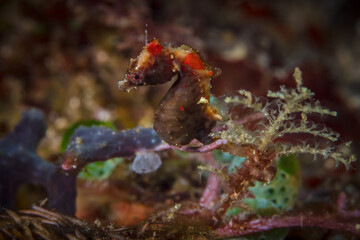 Pontohi pygmy seahorse - Hippocampus pontohi