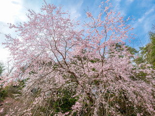 神戸・森林植物園のベニシダレ桜
