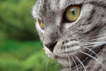 Grey cat, yellow eyes, closeup