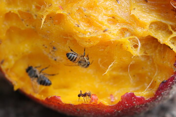 Bee and ant on a mango