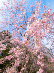 神戸・森林植物園のベニシダレ桜