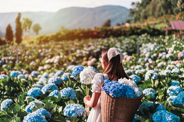 Young woman traveler relaxing and enjoying with blooming hydrangeas flower field in Thailand,...
