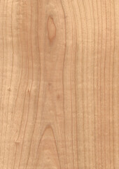 Europ&auml;ischer Kirschbaum, euro Kirsch