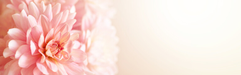 Defocused pastel, peach, coral dahlia petals close up of flower dahlia, floral abstract banner, soft focus.