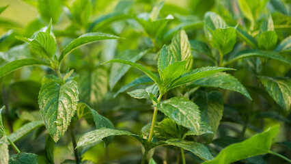 Mint grows on the bed, the sun beautifully illuminates its leaves